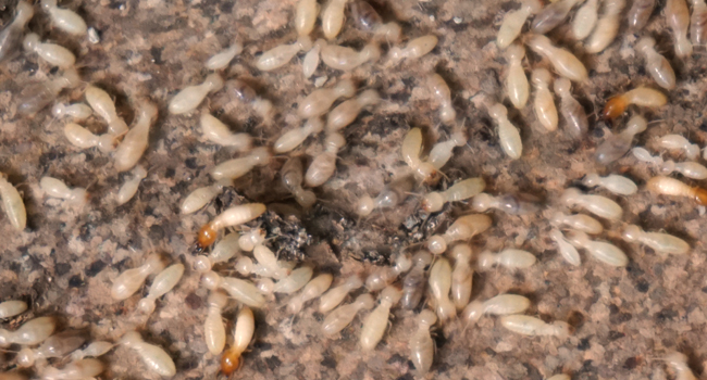 Subterranean termite