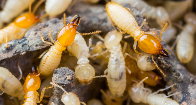 Subterranean termite